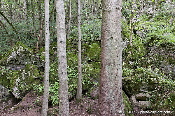 bois et rochers
wood and rocks